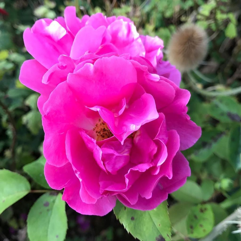 Today's favourite rose - SirClough #roses #gardening ift.tt/2w7qZRA
