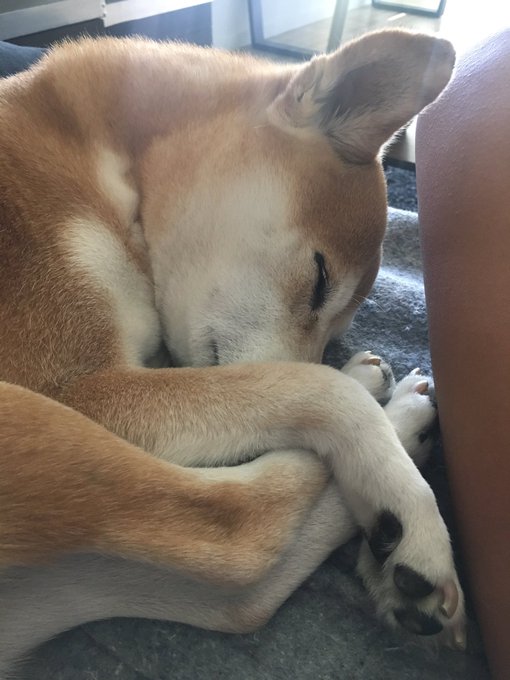 Sometimes she looks like a baby deer https://t.co/bQtStcHDbk