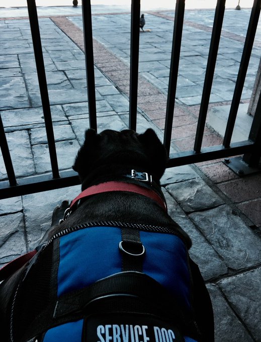 Nose through the bars.. Pondering why do those "Ghetto Birds" get freedom and I'm on a leash #LukeCage<a href="/tag/lukecage"class="tags"><span>#lukecage</span></a>