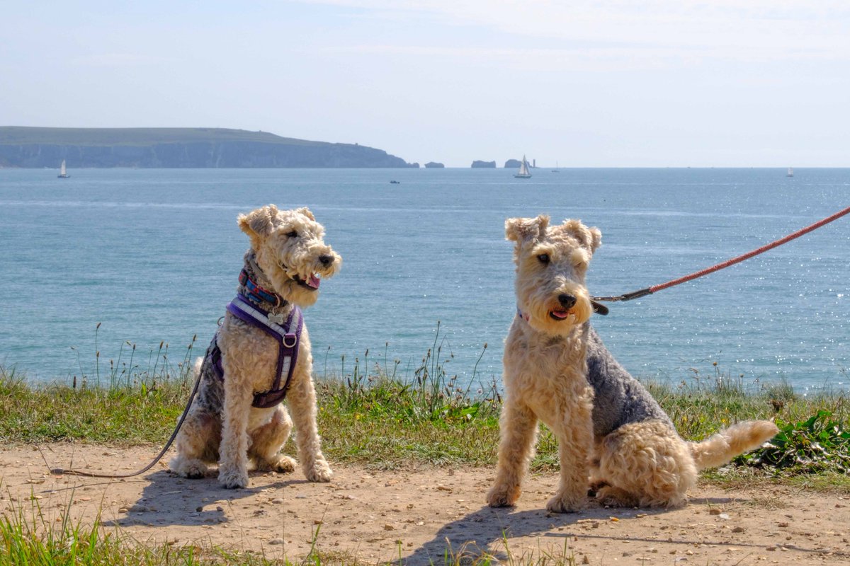 ArchieLakeland's tweet photo. Best of #LakelandTerrier friends@bertie_lakeland #NationalDogDay #KCLovesDogs https://t.co/3y6z328hEP