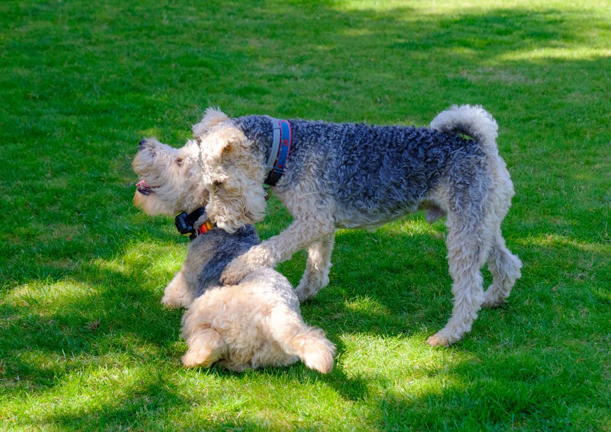 ArchieLakeland's tweet photo. Best of #LakelandTerrier friends@bertie_lakeland #NationalDogDay #KCLovesDogs https://t.co/3y6z328hEP