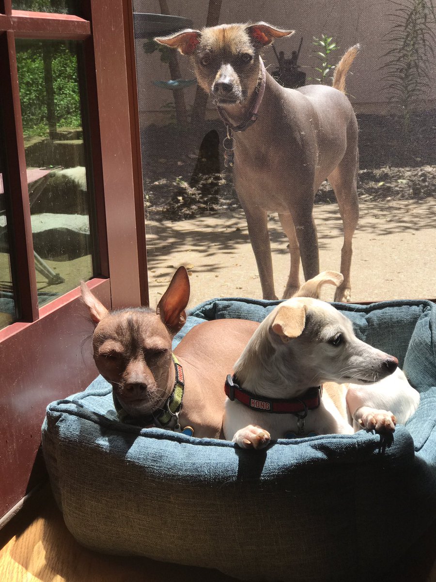 Happy National Dog Day from our pack to yours! Stop what you're doing &amp; go directly to <a href="/kcpetproject/">KC Pet Project</a> to meet your new best friend!