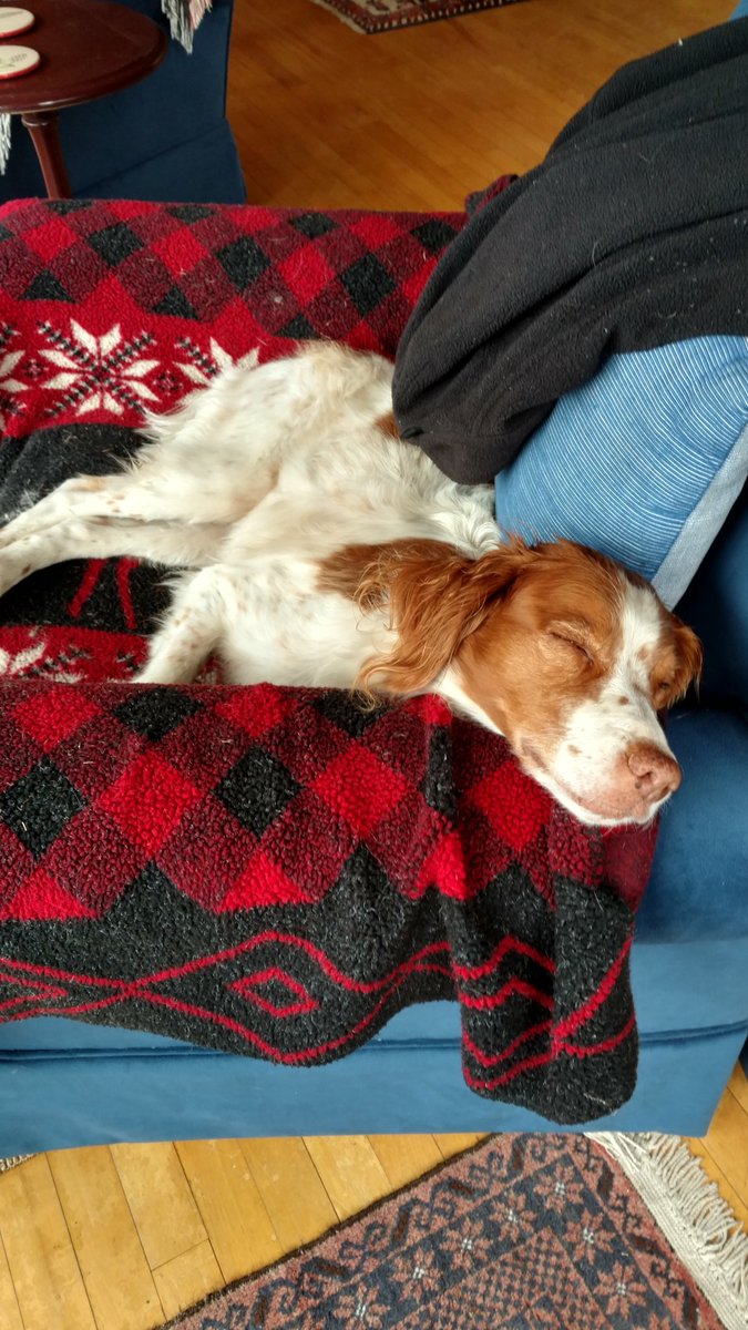 PeterGoodwin3's tweet photo. #NationalDogDay A couple of #keepah's https://t.co/Y2krAA275Y