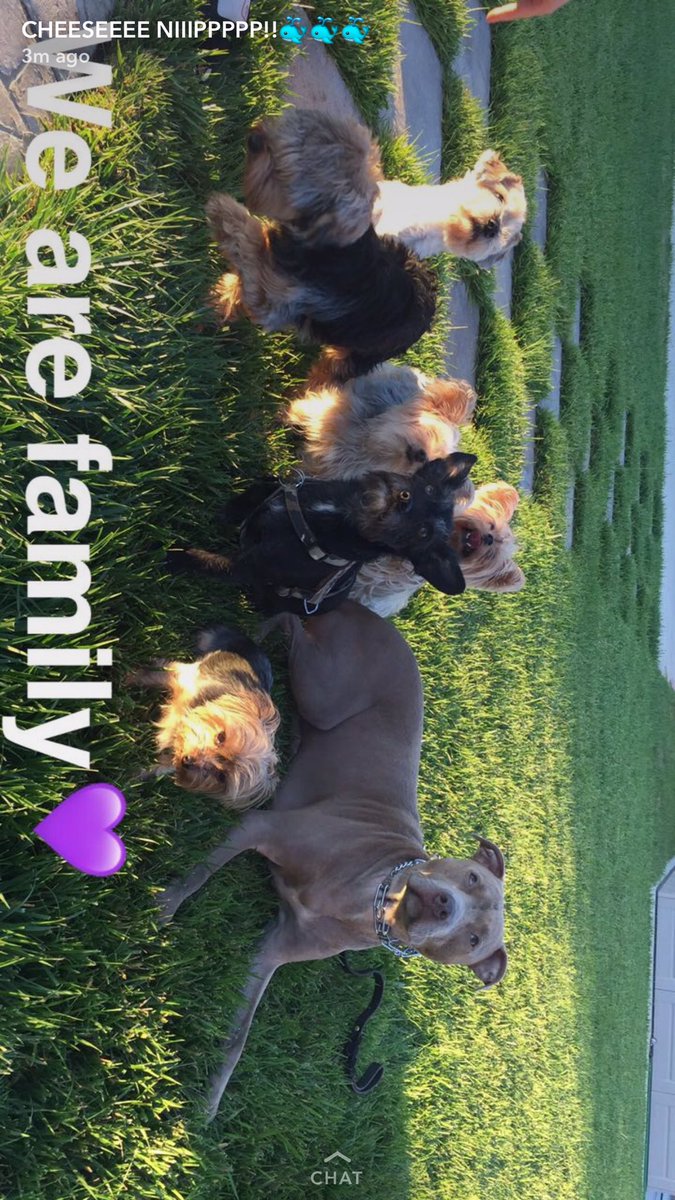 Pet_Care_Blog's tweet photo. 7 of My 9 Fur babies 😍😍💞💞 #NationalDogDay https://t.co/xlQjgGeuZt