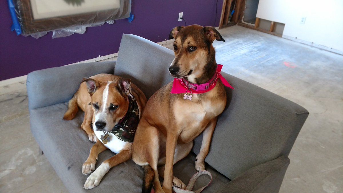 TrexDaveY's tweet photo. #vantageauctions #contactdave #lotto #jackpot are celebrating #NationalDogDay https://t.co/EvGDKSG3zp