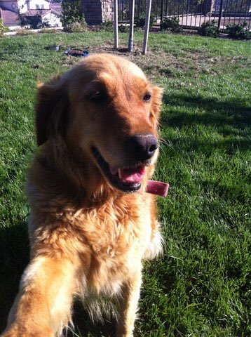 Pet_Care_Blog's tweet photo. Miss my Girl every day! Love you Sonoma #NationalDogDay https://t.co/lvUnEPdzGb
