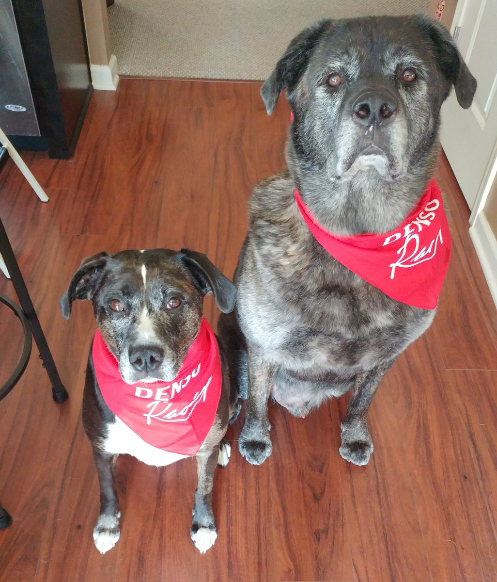 NikkiAriesMedia's tweet photo. Happy #NationalDogDay from Magnus &amp; Inga! Thanks @DENSOAutoParts for the cool bandanas! #DensoRacing https://t.co/74FFmVFdge