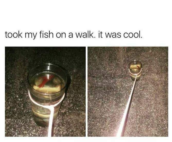 GoodFreshMemes tweet picture