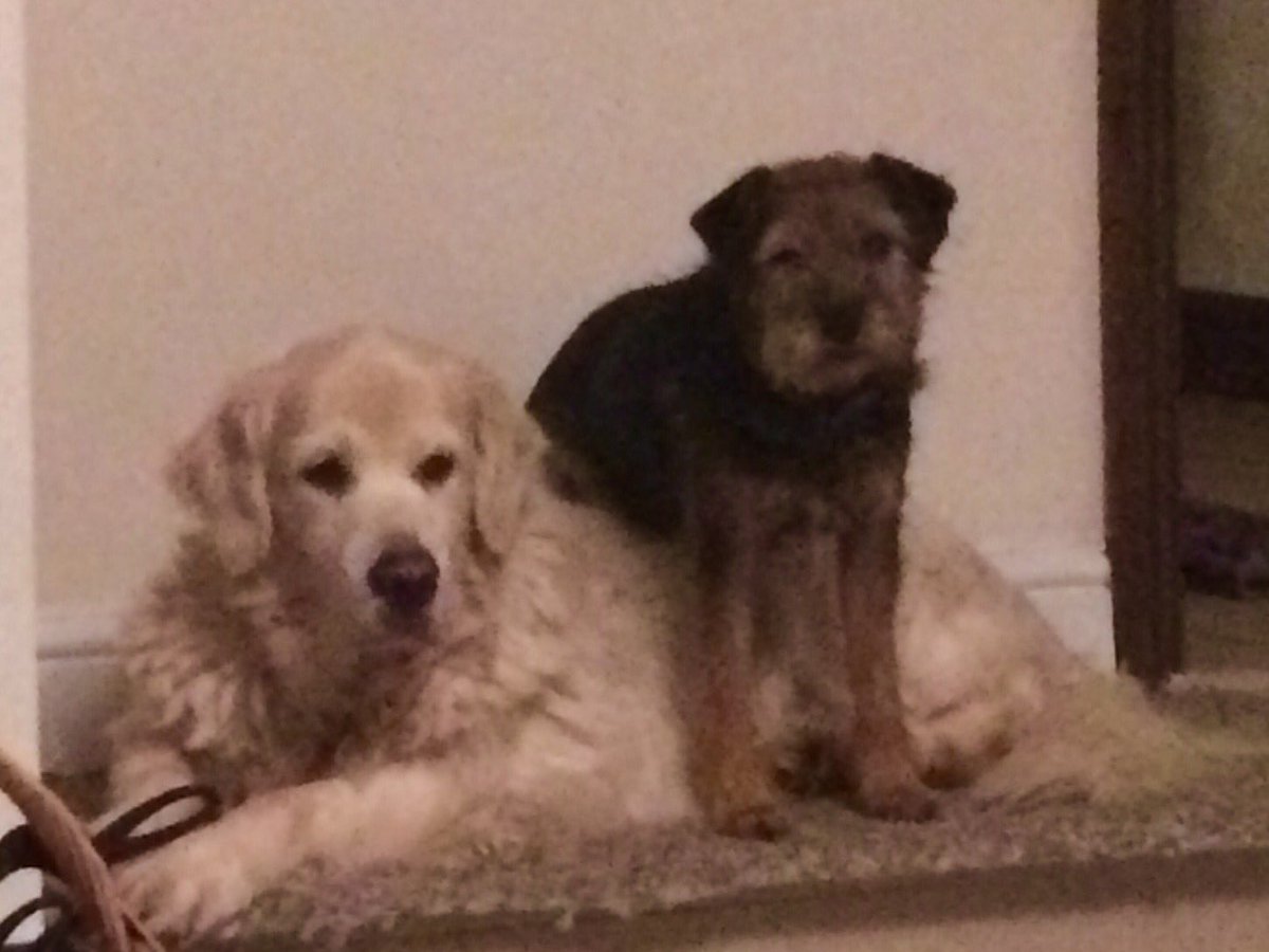 doolittlesdisp's tweet photo. Happy #NationalDogDay to all of our canine customers and their owners! https://t.co/1nfYk6BSJX