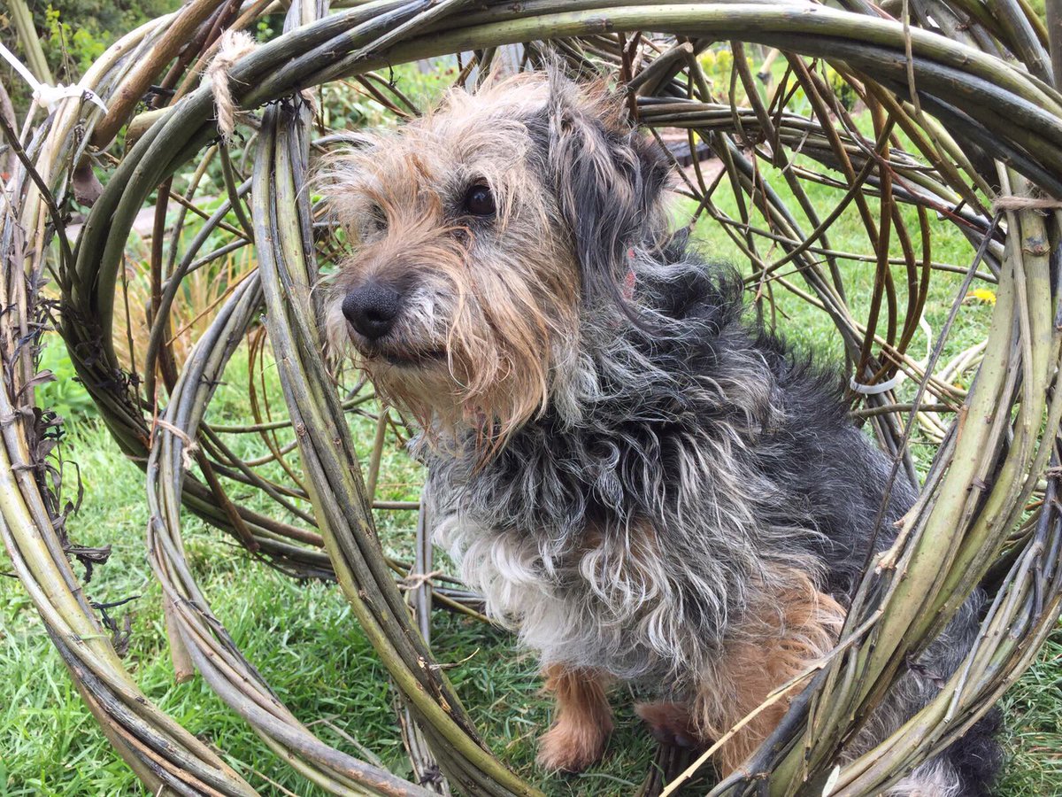 doolittlesdisp's tweet photo. Happy #NationalDogDay to all of our canine customers and their owners! https://t.co/1nfYk6BSJX