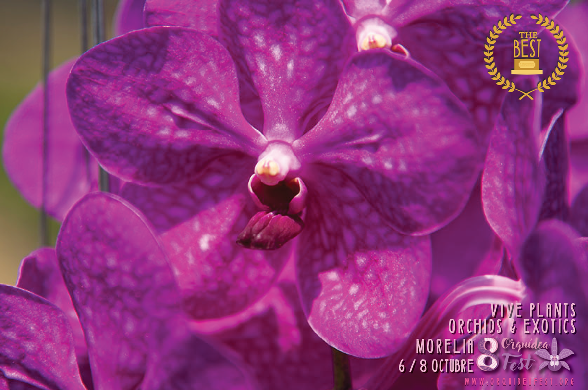 OrquideaFest's tweet photo. Vive Plants - Orchids &amp; Exotics, Productor de Orquídeas Galardonado, 8° Orquídea Fest @Michoacan @Turismomorelia @TurismoCDMX @EPN https://t.co/B8eyL2OGEv