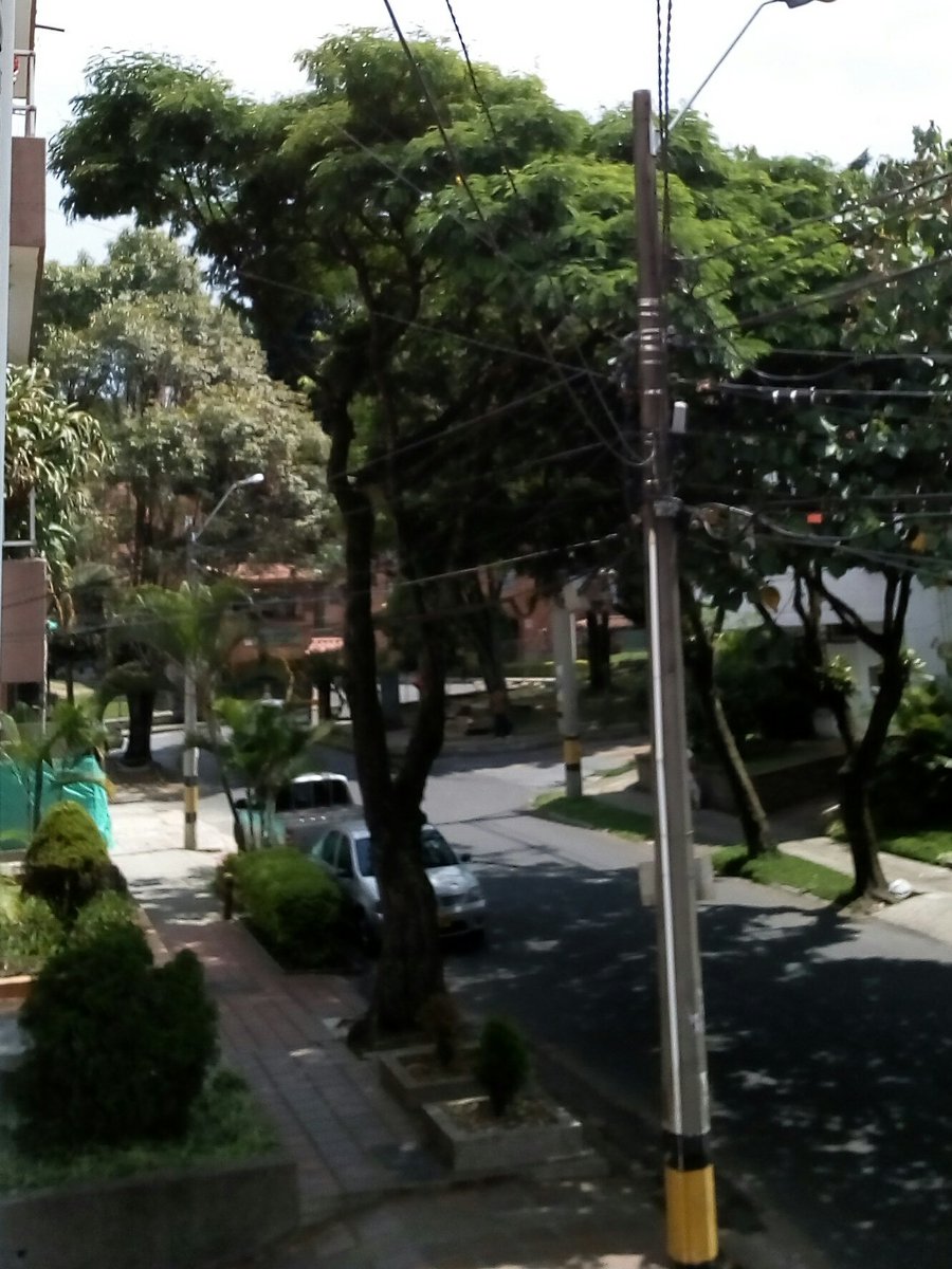 pingoz's tweet photo. Bueno, ya hace 2 meses que al lado de mi casa encontre las semillas de la acacia amarilla y ahora pelecharon. #OpenTree #giftideas https://t.co/qC7OhYFhUb