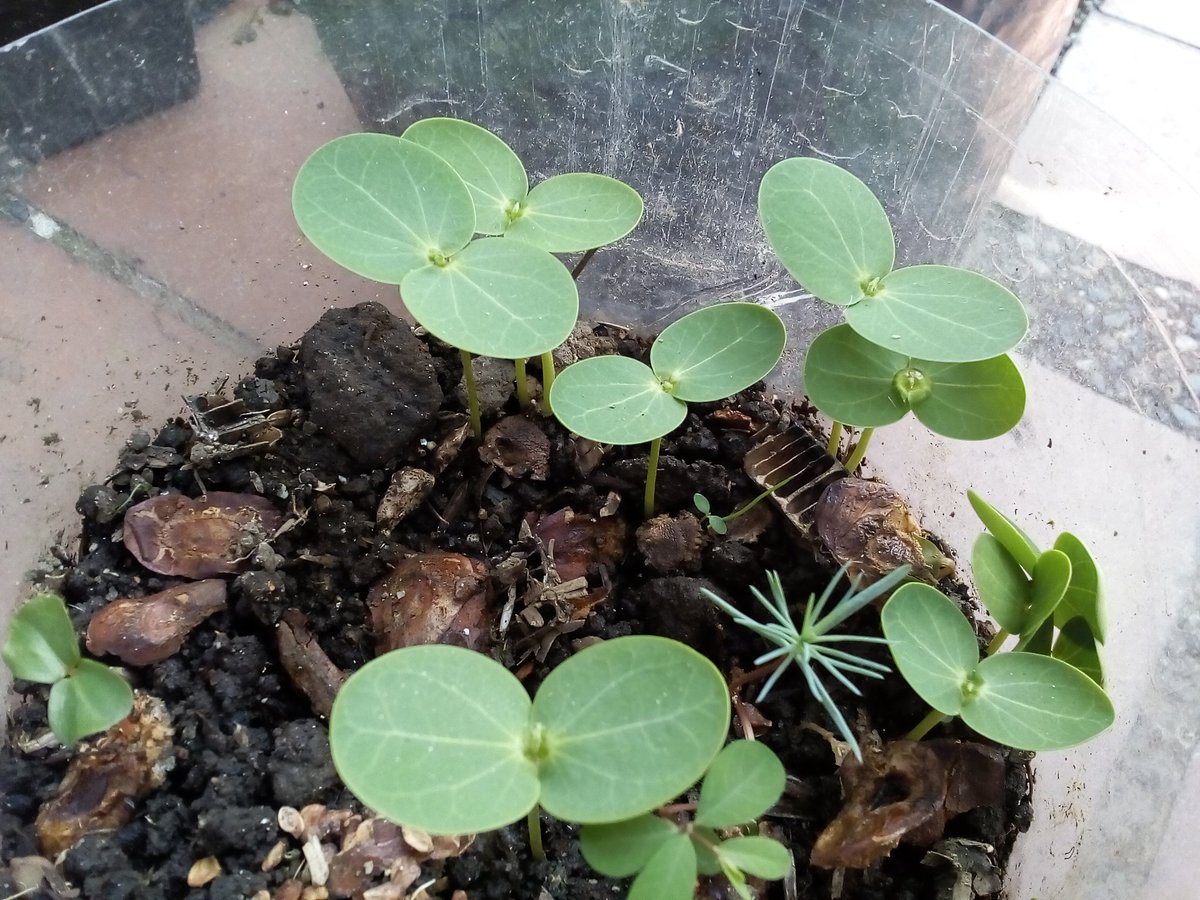 pingoz's tweet photo. Bueno, ya hace 2 meses que al lado de mi casa encontre las semillas de la acacia amarilla y ahora pelecharon. #OpenTree #giftideas https://t.co/qC7OhYFhUb