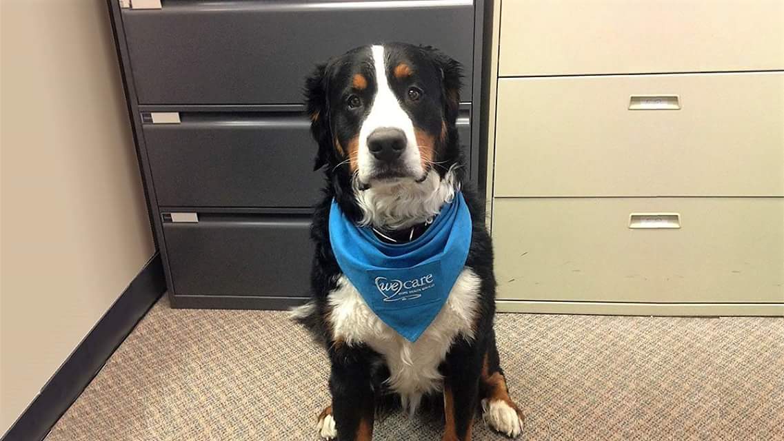 PCHServicesYYJ's tweet photo. Meet Mickey he runs the show around here. #NationalDogDay #yyj #victoriabc https://t.co/yCFiKLfzvq