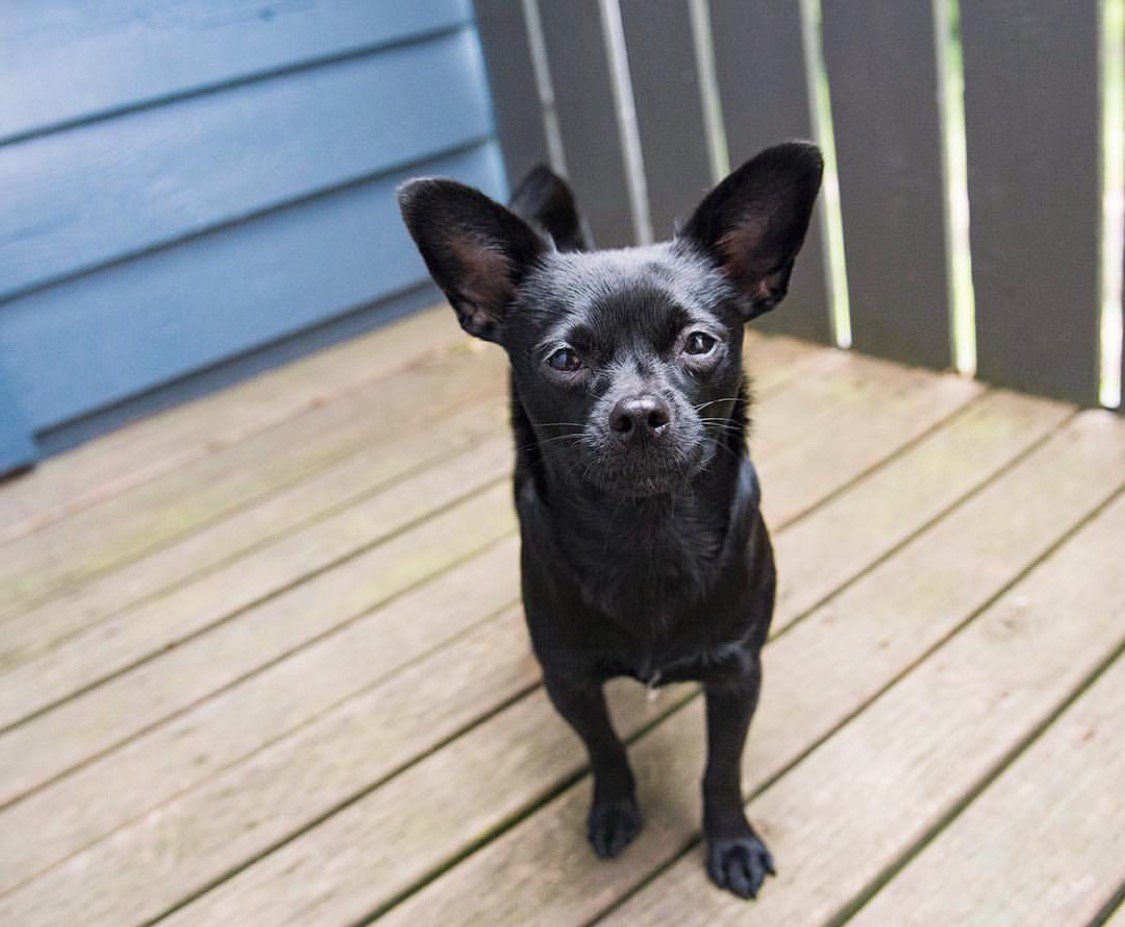 SeattlePetPhoto tweet picture