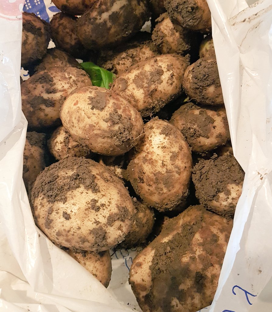 broightergold's tweet photo. New spuds dug and eaten tonight! #FieldtoFork doesnt get much closer than this! #MarisPipers https://t.co/pbTr8ilwff