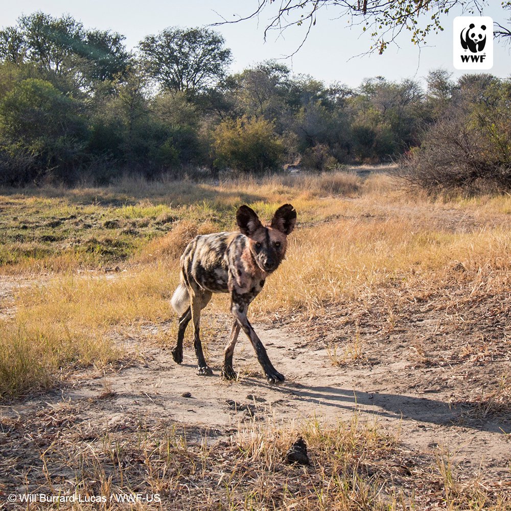 World_Wildlife's tweet photo. The African wild dog is now among the world's most endangered mammals. https://t.co/97gnZi6ZEm #NationalDogDay https://t.co/35EtLM1eOw