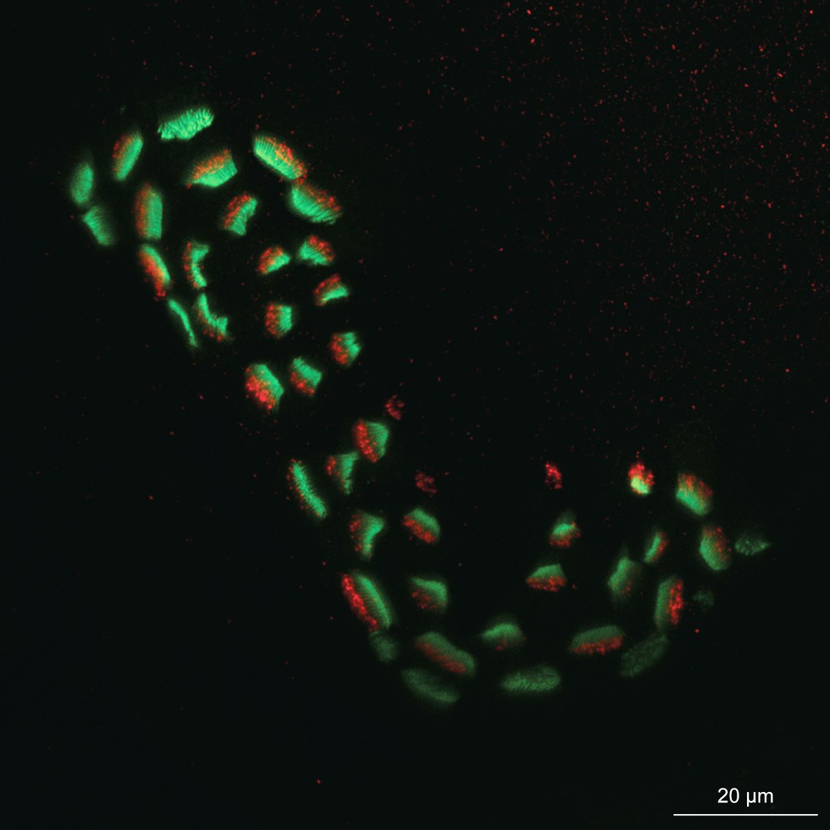 m_scheibinger's tweet photo. @MBLScience @zeiss_micro @EarBiology
Squidlet cilia in the statocyst. https://t.co/rCnvl4PD3f