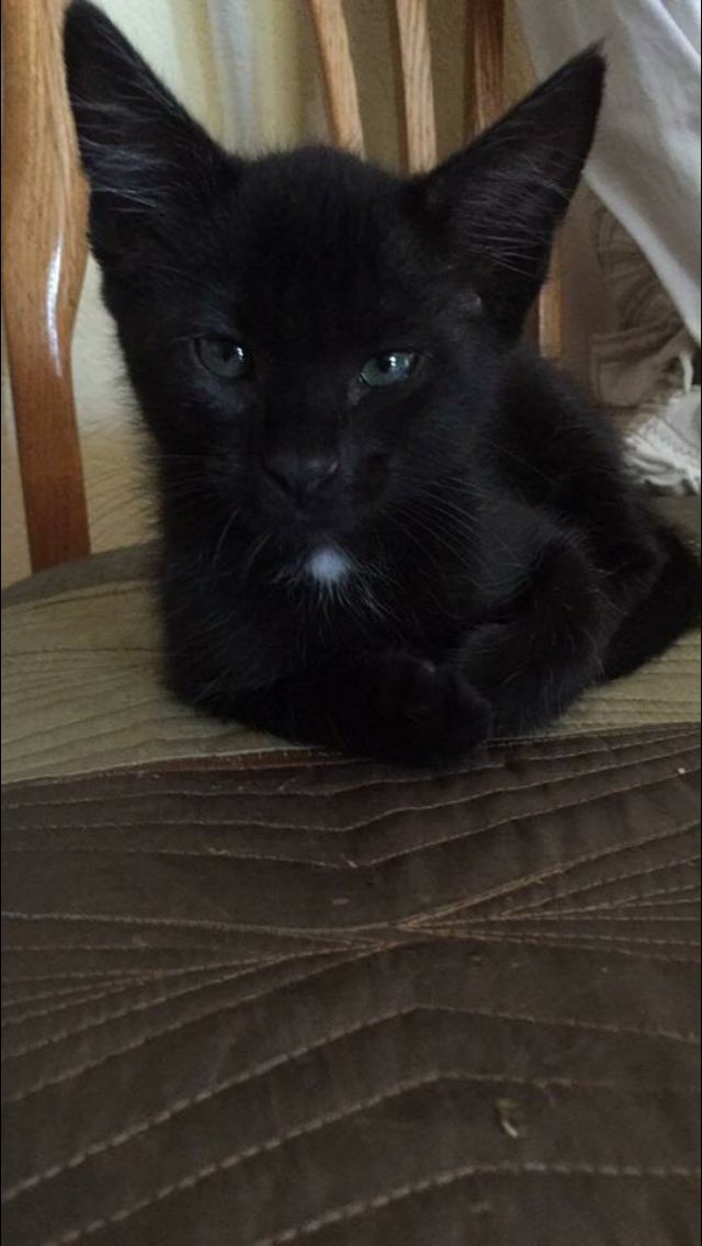 bayleedj's tweet photo. I'm looking for homes for these precious kitties. Litter box trained &amp; eating dry foods. 8-9 weeks old. Please help us! https://t.co/ELq5MBD1G6