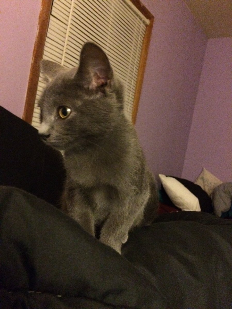 bayleedj's tweet photo. I'm looking for homes for these precious kitties. Litter box trained &amp; eating dry foods. 8-9 weeks old. Please help us! https://t.co/ELq5MBD1G6