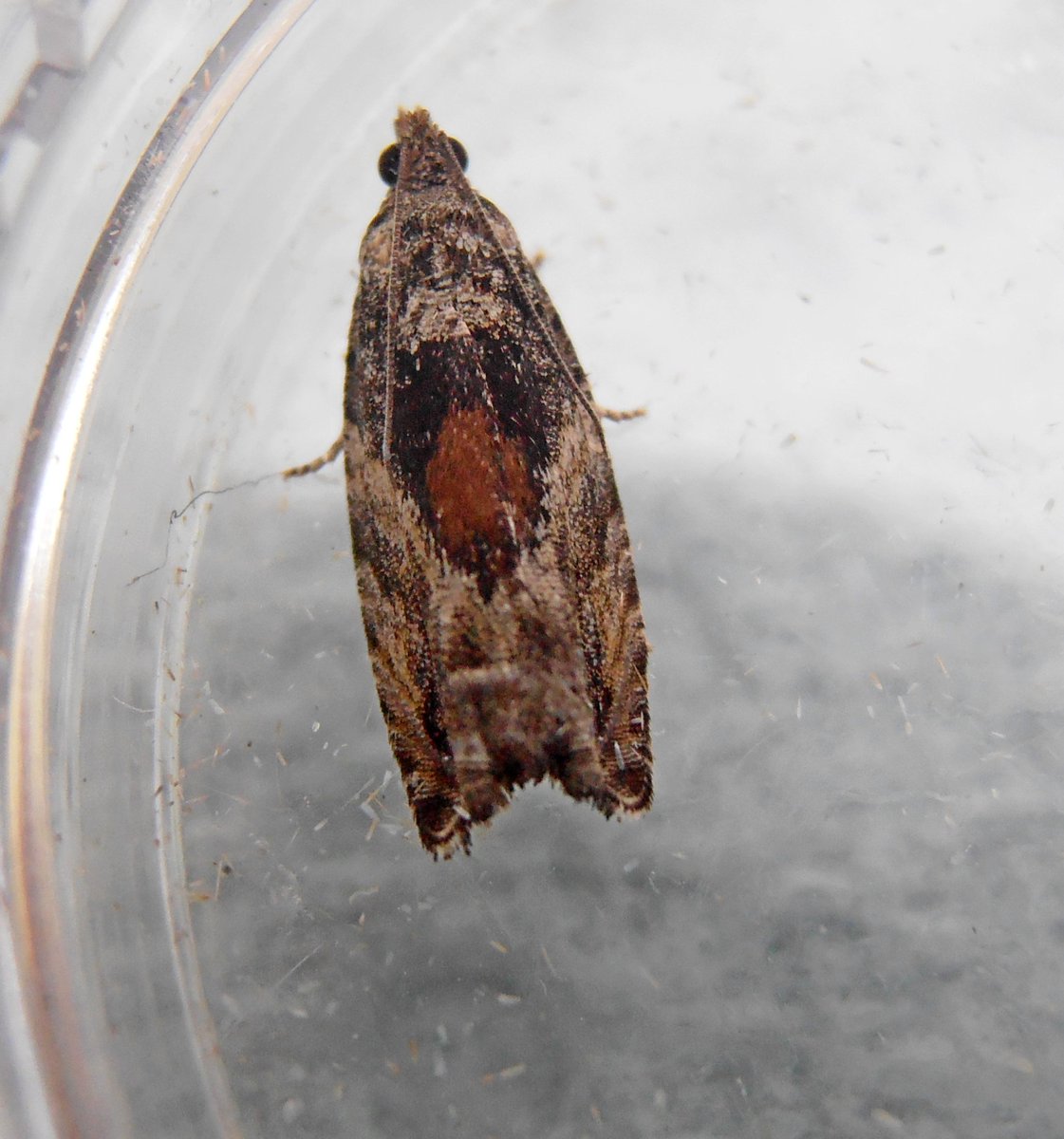 Davbro703's tweet photo. #teammoth Can't seem to identify this little fellow. @MothsUKFT https://t.co/YbRwySvdWk