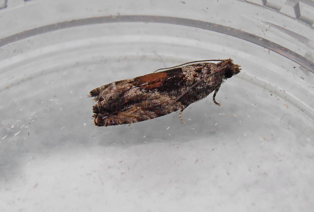 Davbro703's tweet photo. #teammoth Can't seem to identify this little fellow. @MothsUKFT https://t.co/YbRwySvdWk