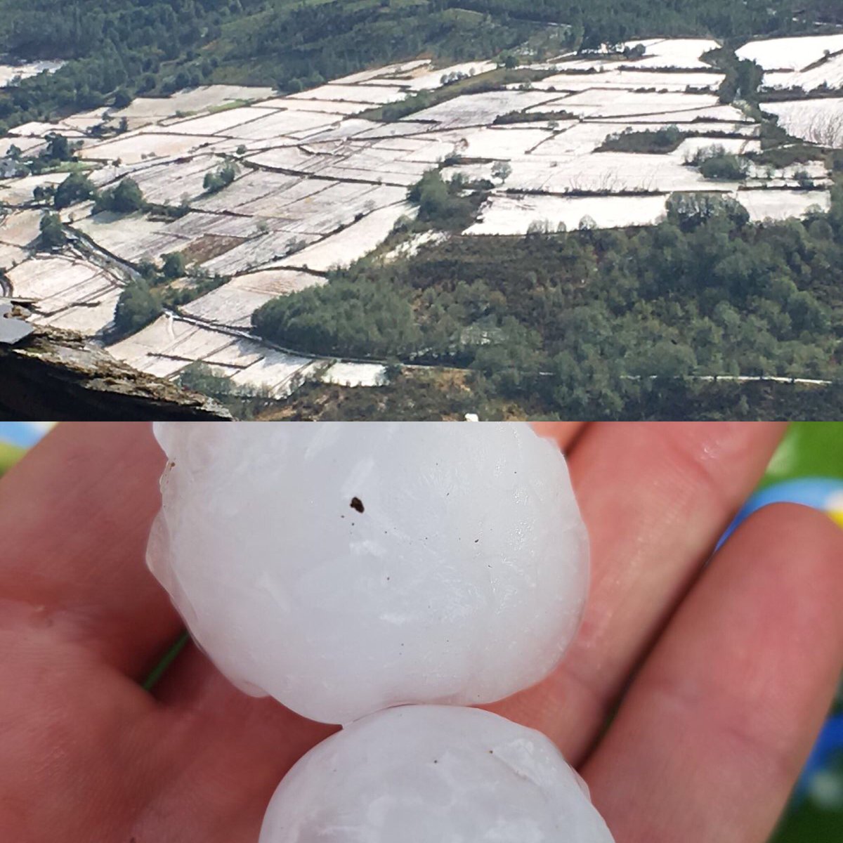 LaCortedePelayo's tweet photo. Desastre en el #viñedo #cangués 🙈🙈 #granizo #adióscosecha #dopcangas https://t.co/VfJdjy3IJI