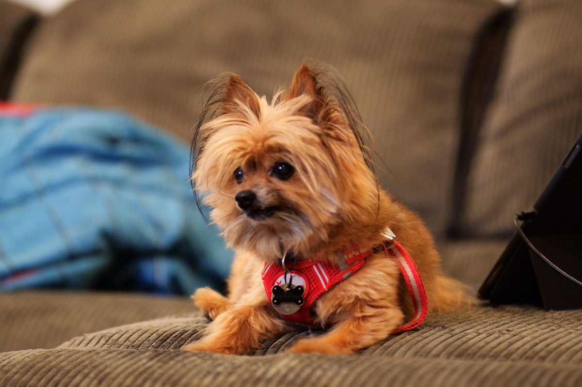 CEBB's tweet photo. I love my pup #NationalDogDay #yorkiepom #puppy #yorkie #pom #cute #bokeh #cebbb https://t.co/k5p4T5FQmY