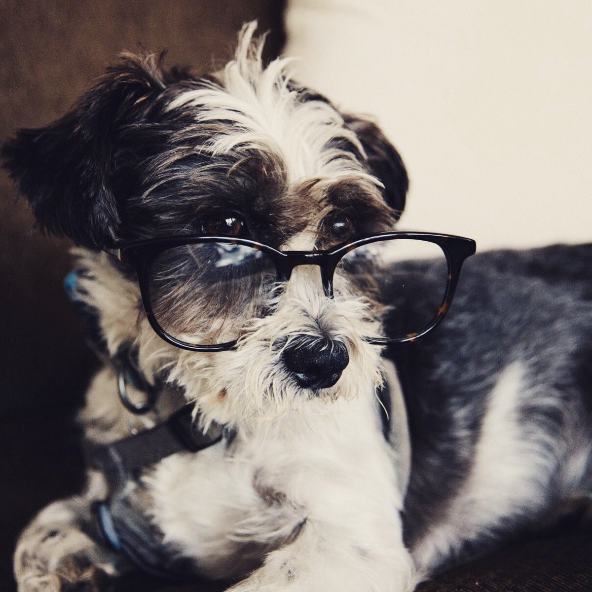 Happy National Dog Day! #NationalDogDay