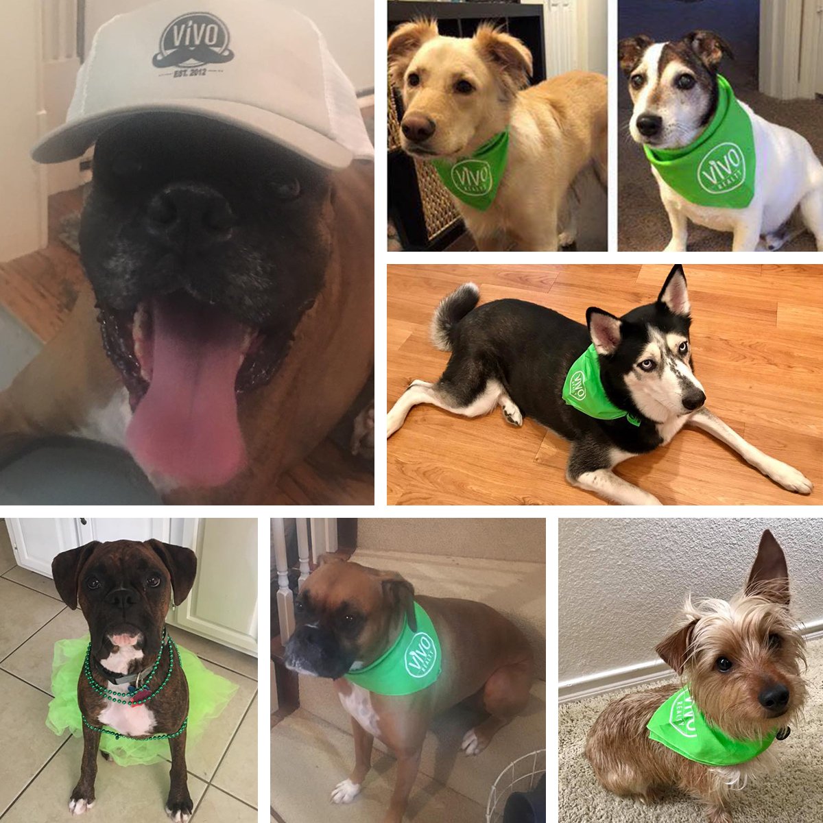 vivorealty's tweet photo. Our agent's pups are helping us celebrate #NationalDogDay by wearing their VIVO Swag! 🐶 😍 #VIVODogs #StartLiving https://t.co/cteJOYU7p5