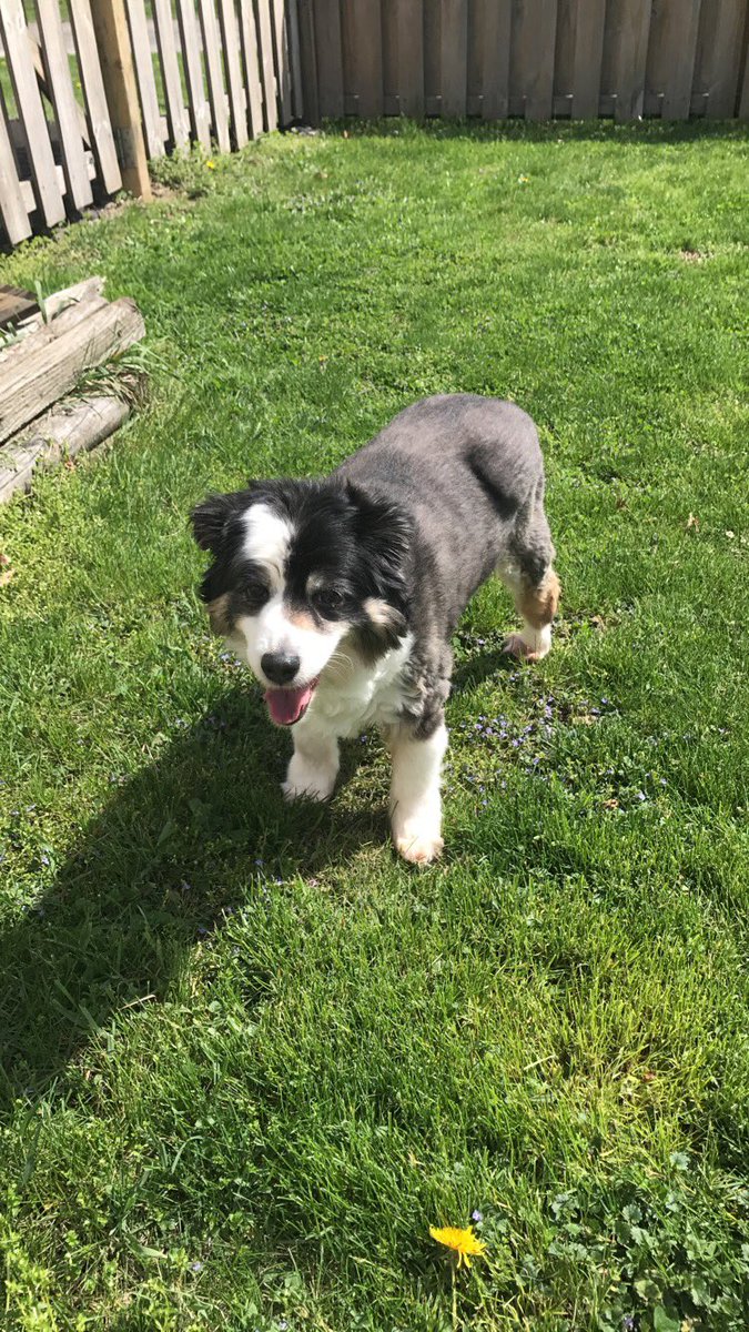 makayla12marie's tweet photo. It's #NationalDogDay and i miss my dog so much😩😭❤️ https://t.co/peaBhJXfyg