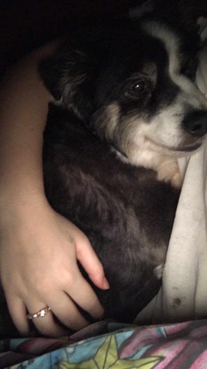 makayla12marie's tweet photo. It's #NationalDogDay and i miss my dog so much😩😭❤️ https://t.co/peaBhJXfyg