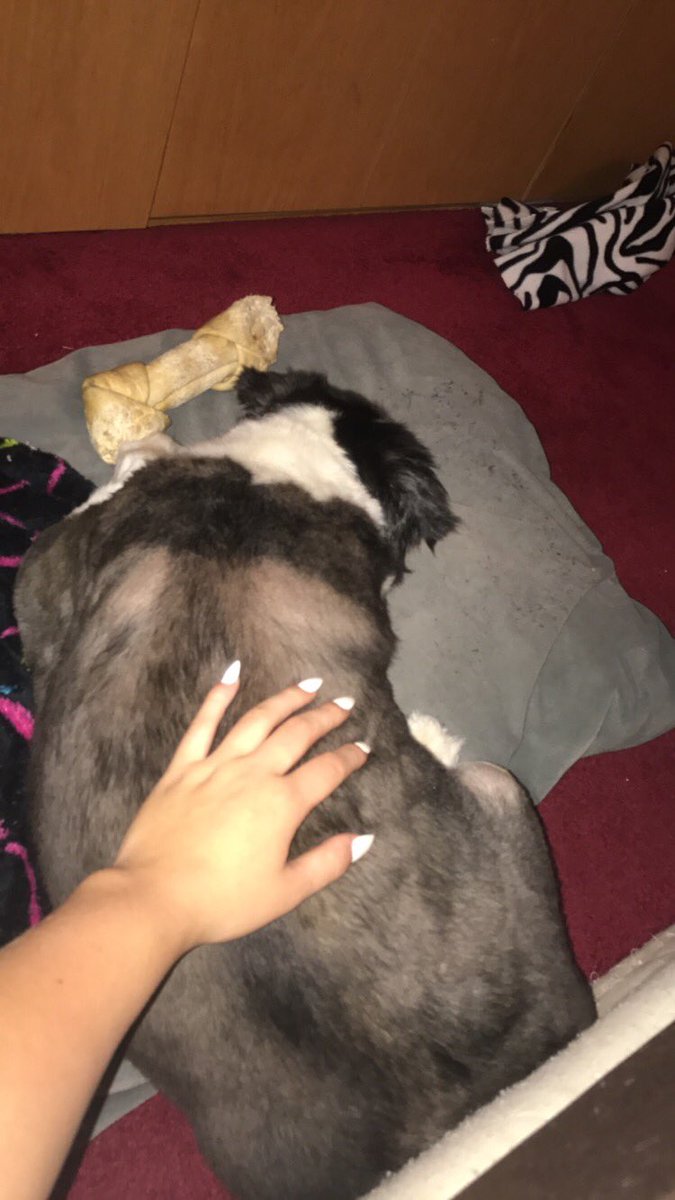 makayla12marie's tweet photo. It's #NationalDogDay and i miss my dog so much😩😭❤️ https://t.co/peaBhJXfyg