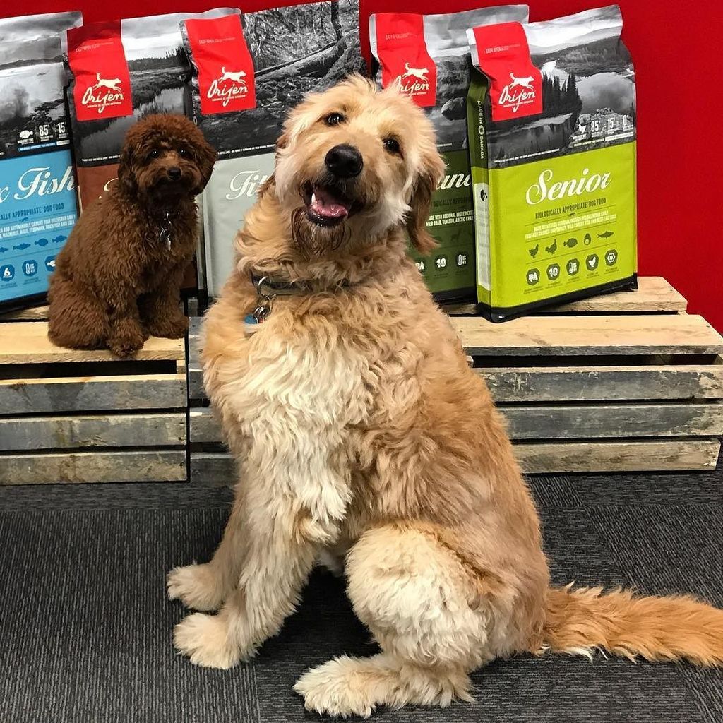 ChampionPetfood's tweet photo. We celebrated #NationalDogDay with Ernest and Norman at Champion HQ yesterday!
.
.
.
#FunatCPF #ChampionPetfoods #… https://t.co/CjXkpSSqpb https://t.co/JuhADVB1Mu