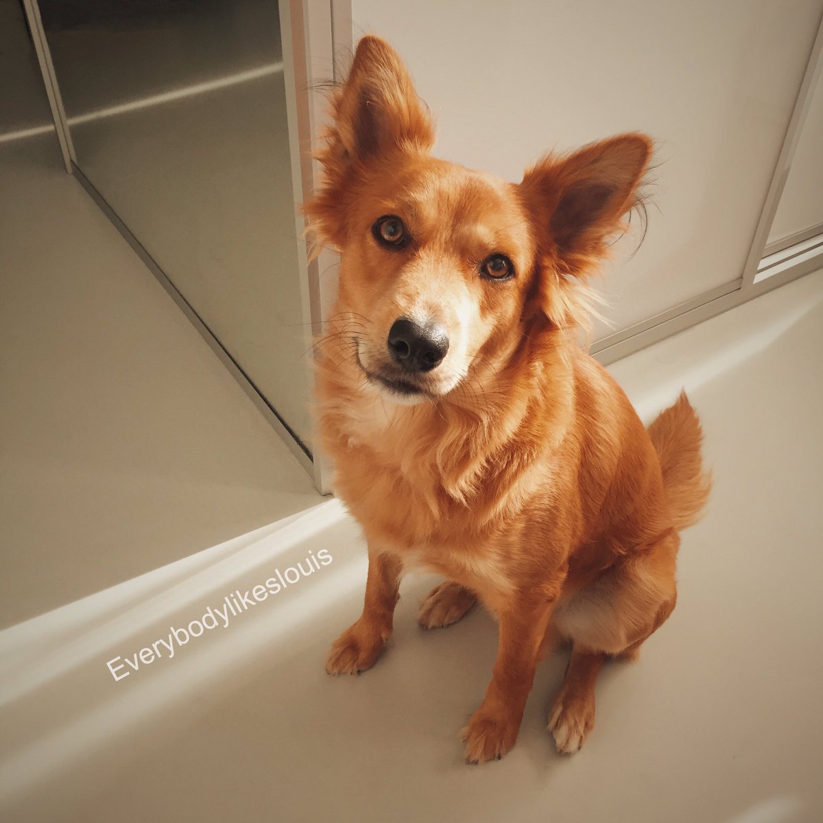 everybodyll's tweet photo. Started from the bottom, now we here. Bottom = besides a dirt road on Curacao. Here = part of a loving family in #Rotterdam. #nationaldogday https://t.co/Qc1CkfY6mz