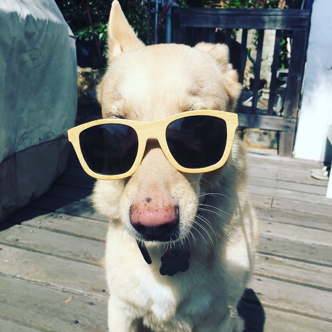 wrigleyroo's tweet photo. Oh #NationalDogDay don't you know every day is dog day https://t.co/geVYDYQubl