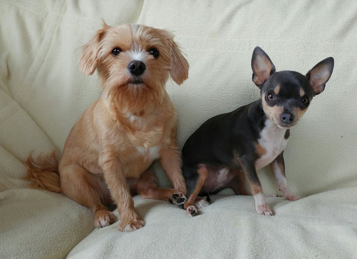 MissAngelMini's tweet photo. 🐾HappyNationalDogDay🐾
#SpoiledGirls #AngelLily #Yorkie #ShihTzu #MiniRainDrop #Chihuahua #NationalDogDay #NationalDogDay17  #SweetBabyGirls https://t.co/Ifp37lW9hL
