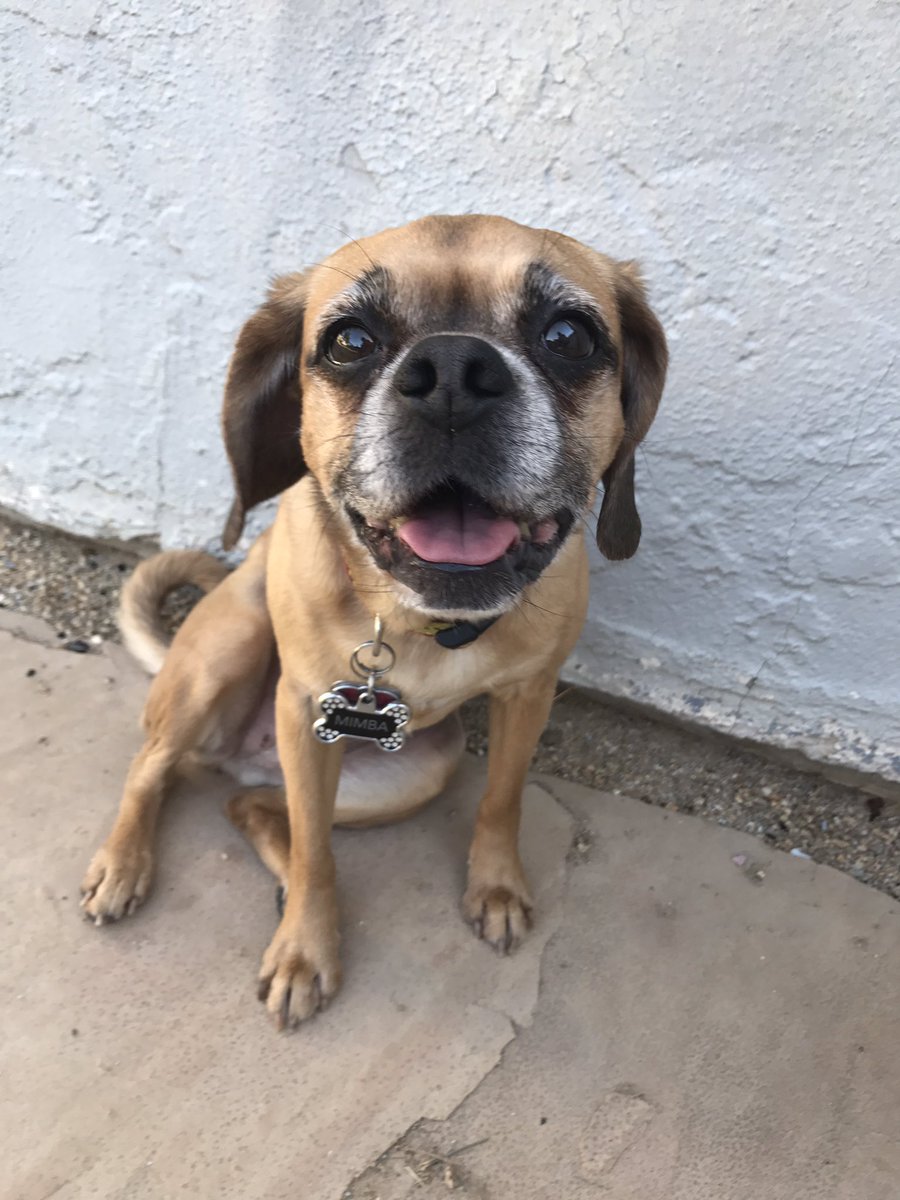 dlcarpi's tweet photo. This is Marimba. She is a little bit crazy and a lot spoiled. #8NN https://t.co/Au4w7lHiR2