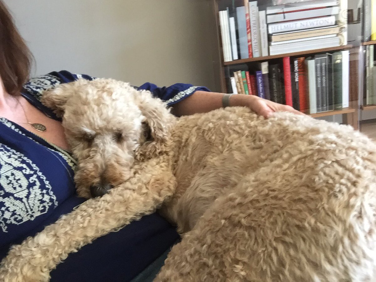 susieQ's tweet photo. In honor of #NationalDogDay Harper curled up and had a snooze on my lap...all 65lbs of her! #furbaby #labradoodlesrule #PDX #AdoptDontShop https://t.co/coXDCCvGNO