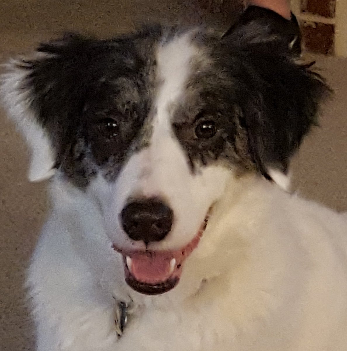 dps5504's tweet photo. #NationalDogDay  He's a rescue. We gave him a forever home and he has given us much more. #mansbestfriend https://t.co/sJSLfAqc49