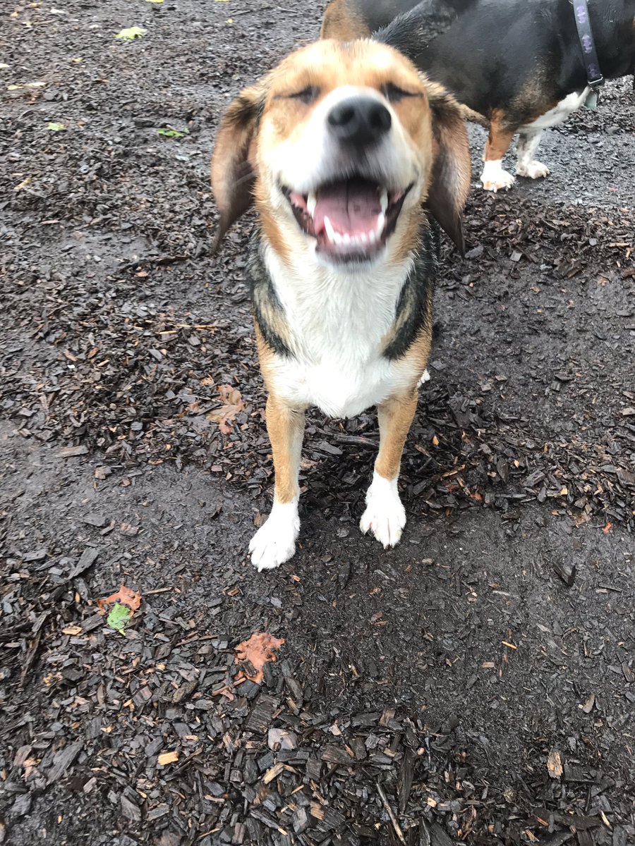 scifigal13's tweet photo. Happy #NationalDogDay2017 !!! @Daisy_hounddog &amp; @Sophie_hounddog are both #excited to #celebrate! https://t.co/pEwczq1ROl