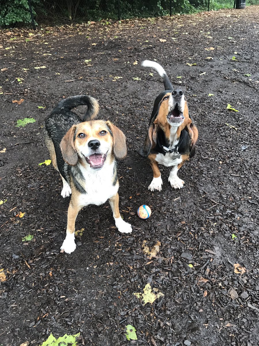 scifigal13's tweet photo. Happy #NationalDogDay2017 !!! @Daisy_hounddog &amp; @Sophie_hounddog are both #excited to #celebrate! https://t.co/pEwczq1ROl