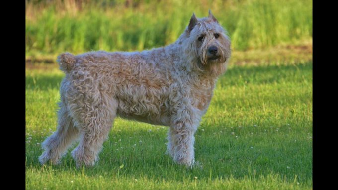 Yushkah "Wild Thing" Petersen  #wildthang #yushkah #mikeystone #mybabygirl #Bouvier #Bouvierdesflandres<a href="/tag/wildthang"class="tags">#wildthang</a><a href="/tag/yushkah"class="tags">#yushkah</a><a href="/tag/nationaldogday"class="tags"><span>#nationaldogday</span></a><a href="/tag/mybabygirl"class="tags"><span>#mybabygirl</span></a><a href="/tag/dirtybeard"class="tags"><span>#dirtybeard</span></a><a href="/tag/bouvier"class="tags"><span>#bouvier</span></a>
