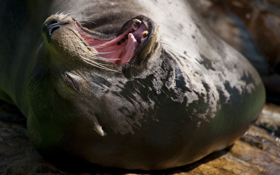 liz_timbeta's tweet photo. Por que dezenas de leões marinhos estão aparecendo doentes ou mortos em praias da Califórnia #Natureza #timbeta #SDV #RT #BetaAjudaBeta https://t.co/ZLYAsvqhPM