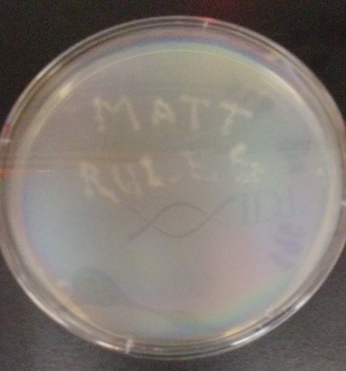 SimmondsLab's tweet photo. Taking plates out of the incubator on a Saturday for your grad student and you find this..... #Mattrules https://t.co/tUjuK68oCC