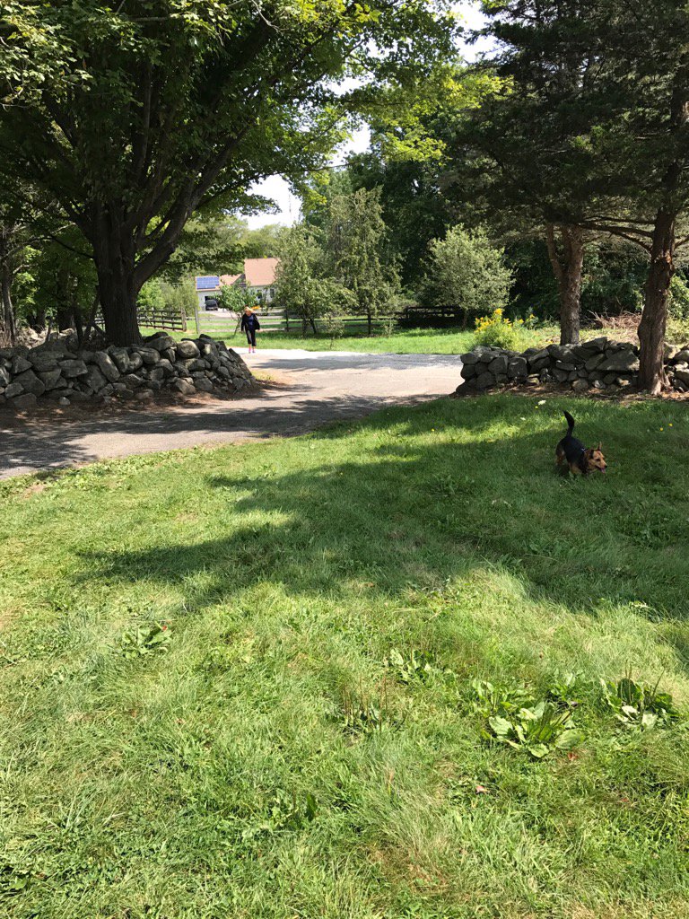 JuliaGrantham2's tweet photo. Lilly & Luc exploring their new surroundings #newhome #newenglandfarm https://t.co/EfaB767p5G