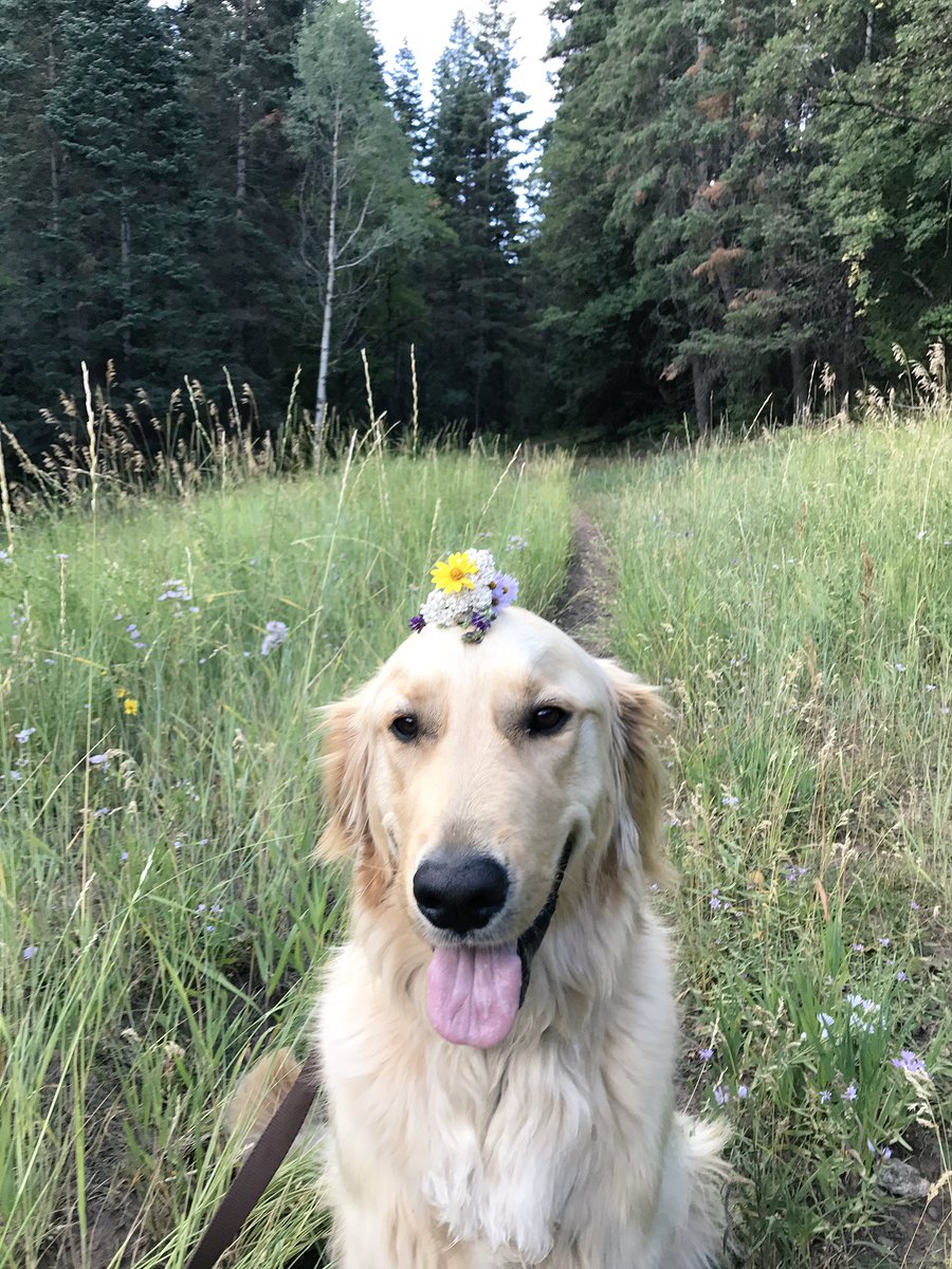 kassidyharding's tweet photo. #NationalDogDay with the most photogenic dog I know https://t.co/LYUHUNG3dI