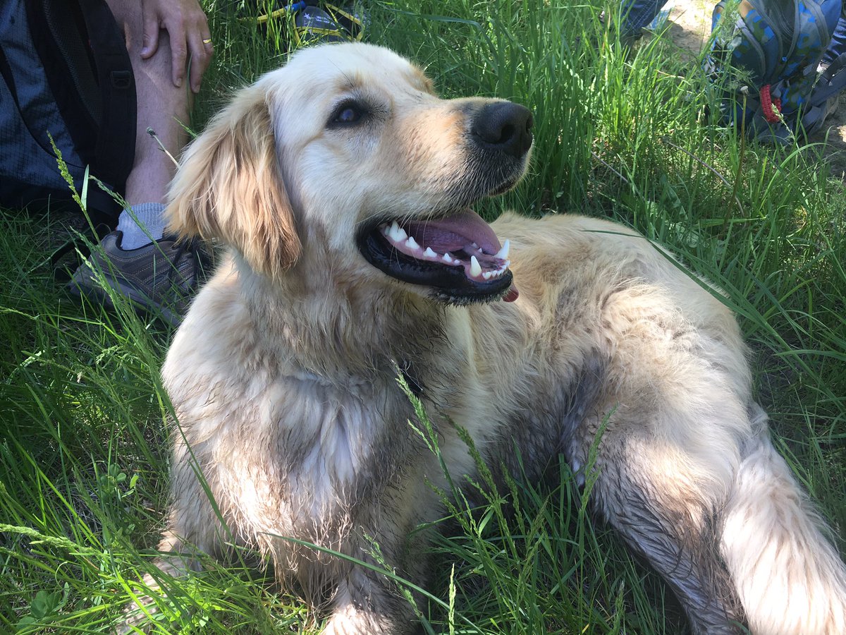 kassidyharding's tweet photo. #NationalDogDay with the most photogenic dog I know https://t.co/LYUHUNG3dI