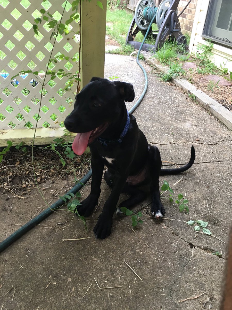 CeceliaBarkles's tweet photo. Happy  #NationalDogDay to my new brother Hank https://t.co/HApbwILtmS