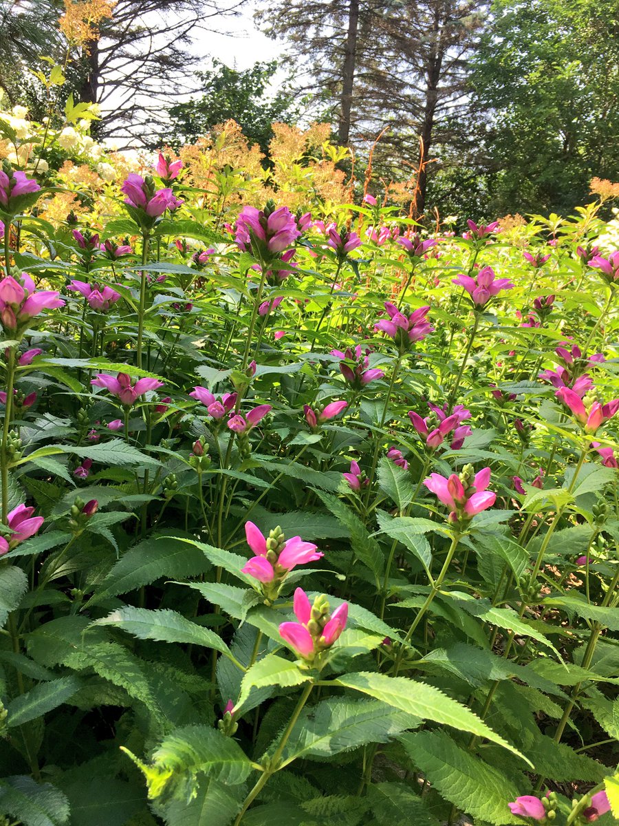 HomeSownGardens's tweet image. It's turtle kissing season!
#Chelone lyonii 'Hot Lips'